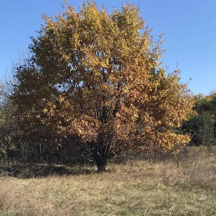 Ділянка
