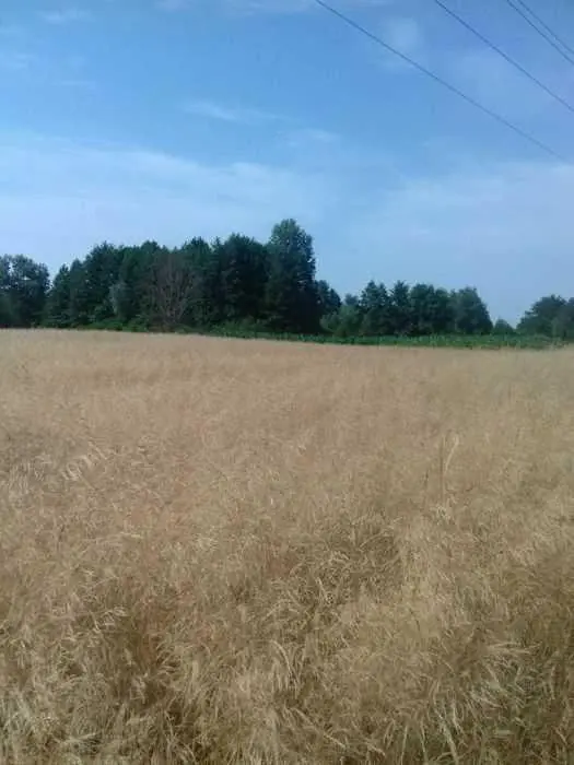 Ділянка