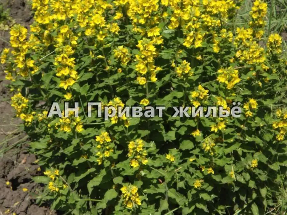 Ділянка