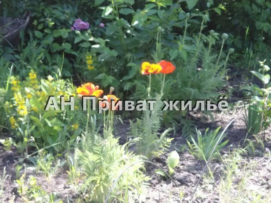 Ділянка