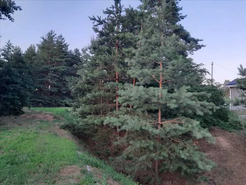Будинок — Безручки