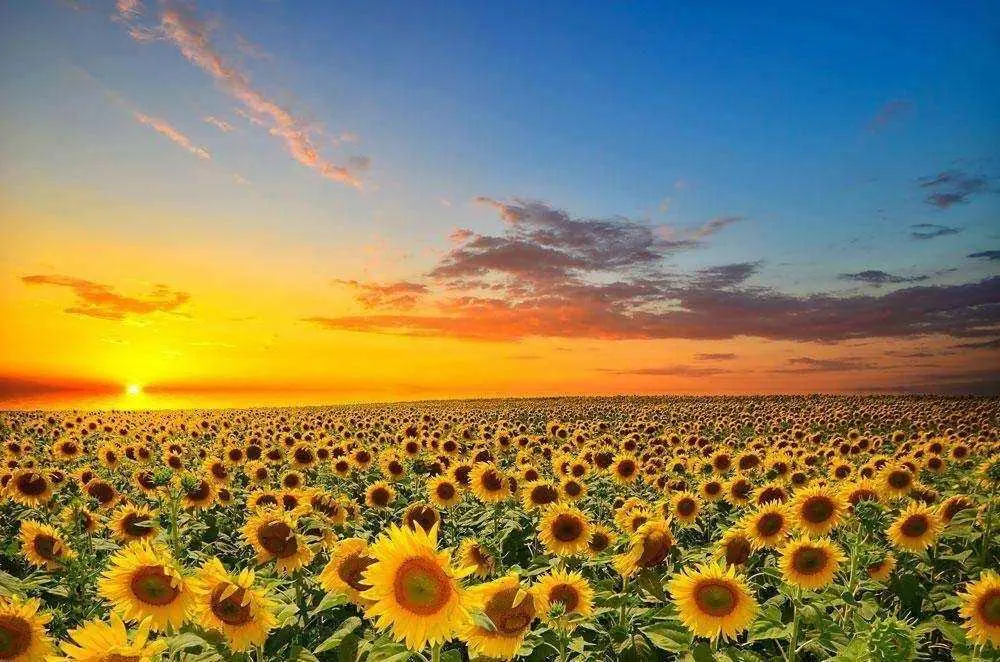 Ділянка
