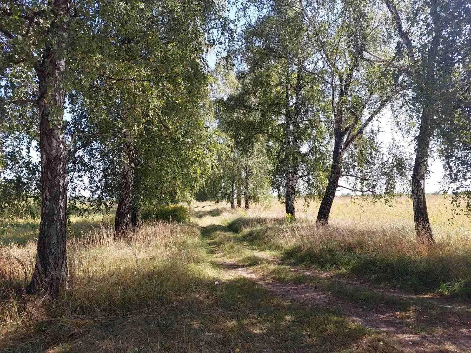 Ділянка