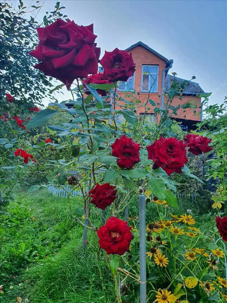 Будинок