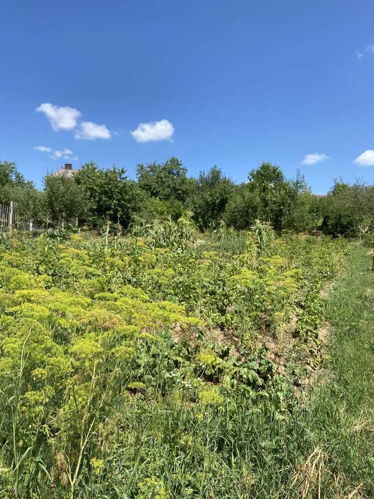 Ділянка — Розсошенці