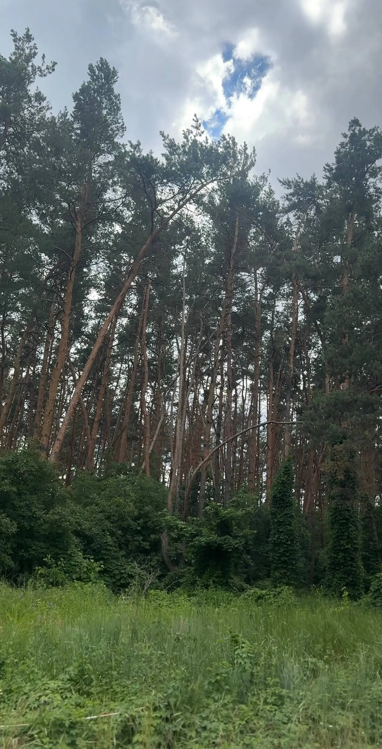 Ділянка